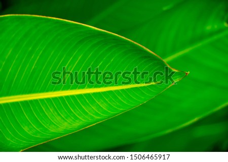 Creative layout made of green leaves. Flat lay. Nature background 