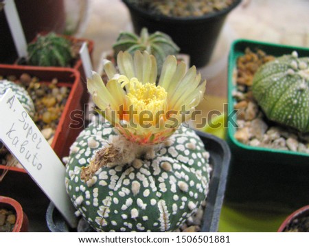Cactus Astrophytum super Kabuto, lush flowering in the home collection, close-up, detail 