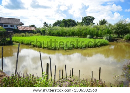 this pic show the rice field in aquaculture pond at farm outdoor, rice field aquaculture concept