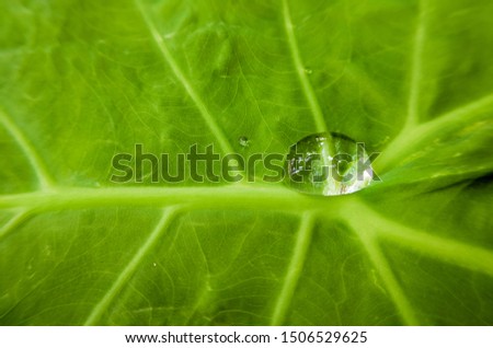 Drops of water on a lotus leaf 