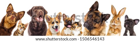 set of animals on a white background