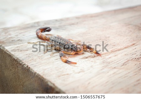 Scorpion on wood background, poisonous sting at the end of its jointed tail, which it can hold curved over the back. Most kinds live in tropical and subtropical areas.