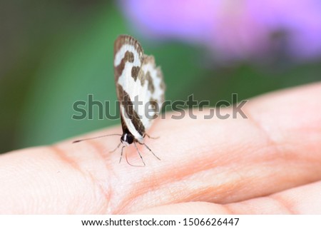 butterfly on the hand closeup.