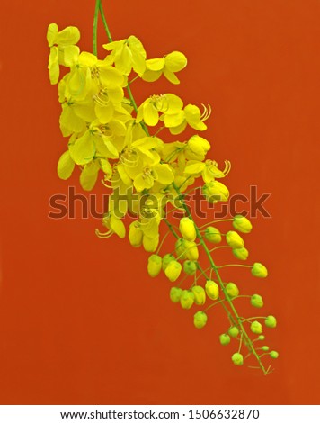 Close up of Fresh Yellow Flowers of Cassia Fistula known as Golden Shower.