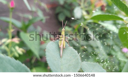 Grasshopper on a leaves, close up