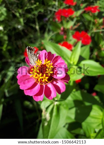 The little butterfly admires the beautiful pink flowers(focus).