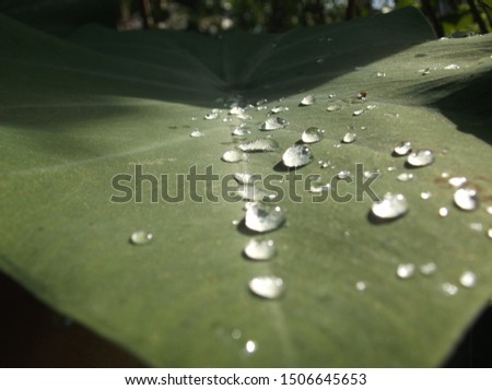 splash water on the taro leaves in the morning.