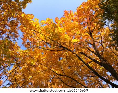 Collection of Beautiful Colorful Autumn Leaves / yellow, orange, red background