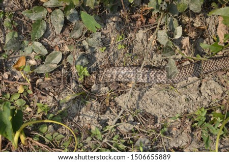 Indian rat snake, Ptyas mucosus, at the west bengal,india,asia.