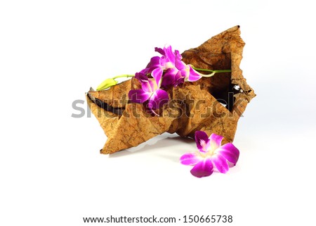 Natural purple orchid leaves placed on old lotus leaves in a white backdrop