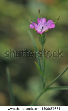 Little small delicate purple pink single flower close-up macro green background nature