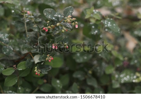 Nature photography. Leaves, grass, flowers with drops after the rain. Macro.