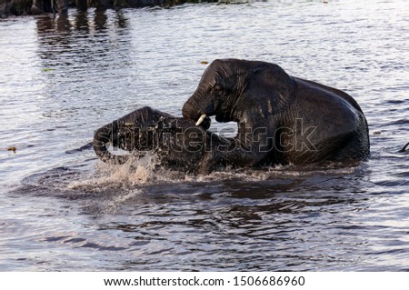Young Bathing Wild African Elephants