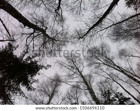 Black silhouettes of trees in the winter forest. View from below.