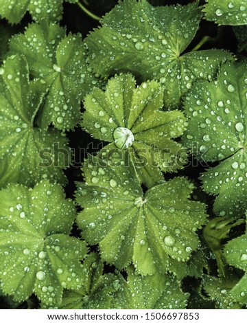 Rain drops on green leaves Royalty-Free Stock Photo #1506697853