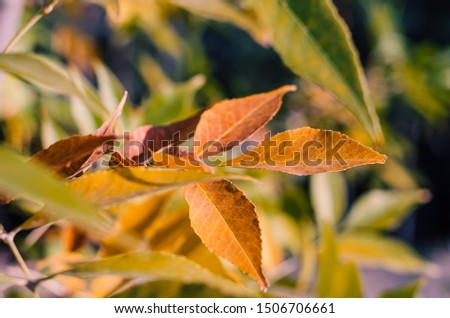 The leaves of ash (Oleeae) begin to turn yellow on the branches of a tree. Close-up. Soft focus. The horizontal location of the picture.