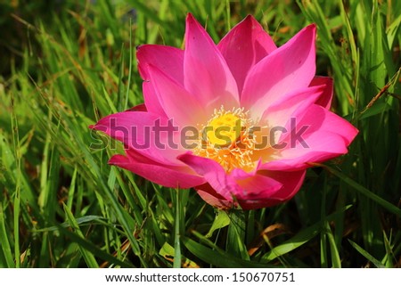 Lotus flower is placed on green grass in a beautiful morning sunlight.