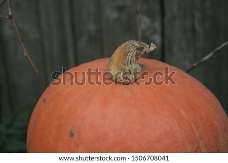 a macro picture of pumpkin