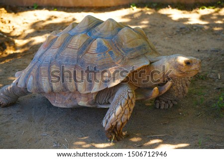 Aldabra Giant Tortoise walking on the ground.