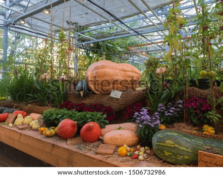 Harvest festival in the botanical garden. Pumpkins, zucchini, apples and other vegetables and fruits, as well as autumn flowers.