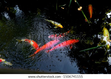 In the background, among the reflections of the water, koi carps