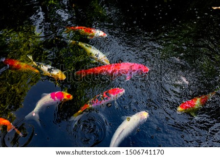In the background, among the reflections of the water, koi carps