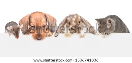 Group of pets  above empty white banner looking down. isolated on white background. Empty space for text