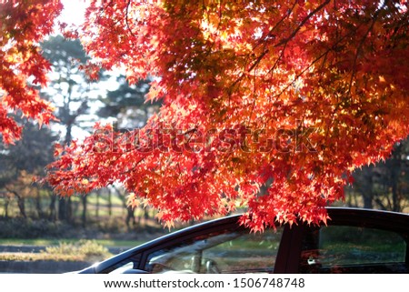 Maple tree with colored leafs and car at autumn/fall daylight.Relaxing atmosphere. Countryside landscape.