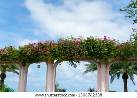 Arched entrance or door facade with Bougainvillea and Paper flower climbing on top of arch gate with blue sky background at the park.