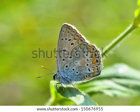 butterfly outdoor (polyommatus icarus) 