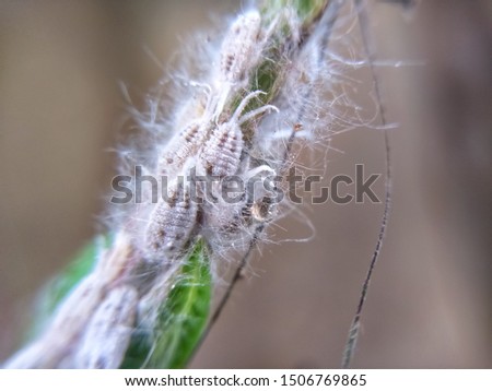 Group of Cotton mealybug, Phenacoccus solenopsis (Hemiptera: Pseudococcidae).Mealybug insect pest macro - Pseudococcidae. Royalty-Free Stock Photo #1506769865