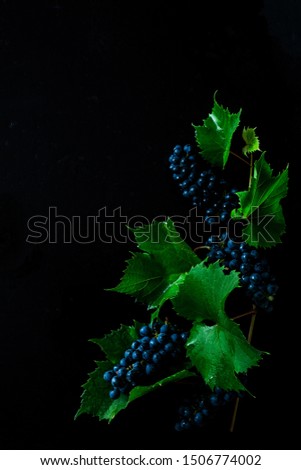 Grapevine plant on black background. Grapes branch with leaves. Captured from above (top view, flat lay). Free copy (text) space. Dark moody composition.
