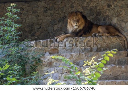 A lion lies on a stone on a sunny day.