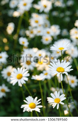 many white daisies in the garden on a background of green grass