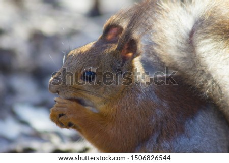 Beautiful squirrel takes the food