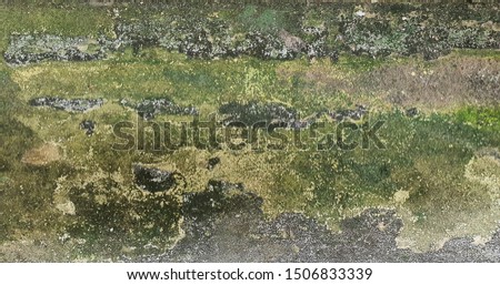 Algae on old cement wall background.Old grunge style.