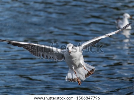 Seagull flying lake with seagalls and white birds flying over above the water closeup 