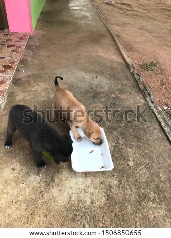 The black and white dog is eating the rice that is put in the foam box lid.