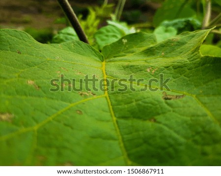leaf nature texture photography on the garden background
