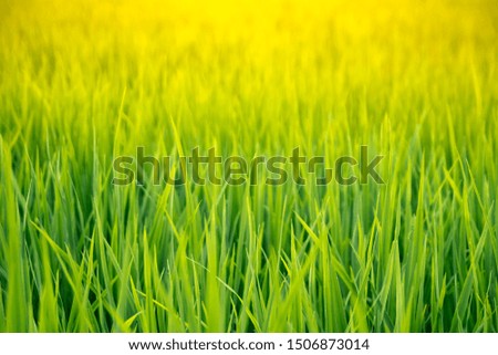Pictures of beautiful fresh green rice plants close up