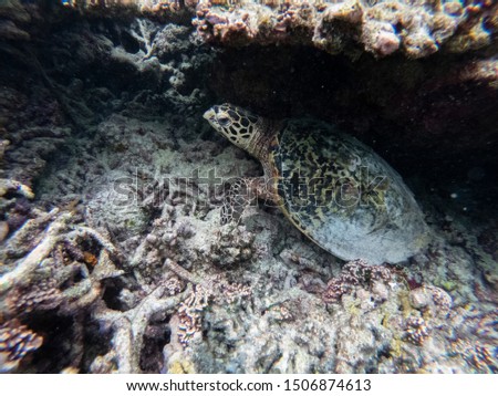 Sea turtle is resting in the coral reef of the Maldives