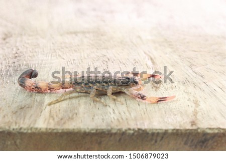 Scorpion on wood background, poisonous sting at the end of its jointed tail, which it can hold curved over the back. Most kinds live in tropical and subtropical areas.
