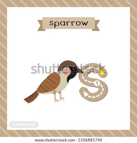Letter S lowercase cute children colorful zoo and animals ABC alphabet tracing flashcard of Sparrow bird for kids learning English vocabulary and handwriting vector illustration.