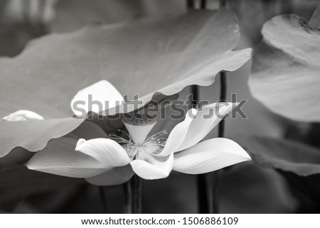 Beautiful lotus leaf near the pond, pure natural background, lotus black and white picture, lotus flower on the water surface and dark black and white leaves