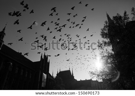 Flying pigeons over Torun city, Poland, black and white picture