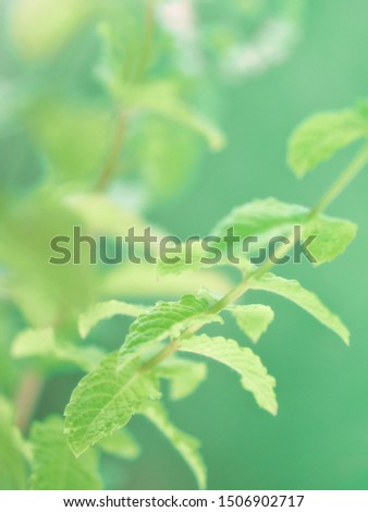 Close-up on mint leaves and flowers growing in the garden outdoors. Toned picture with copy-space. Light green eco-friendly organic background, concept of purity and freshness.