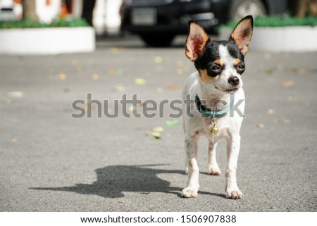 Cute Chihuahua dog standing under the sun there is a side shadow on the cement floor and the neck has a small bell.
