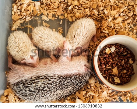 Dwarf porcupine for breastfeeding,Dwarf porcupine,mammal