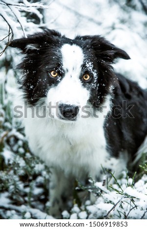 cute dog looking into camera Royalty-Free Stock Photo #1506919853