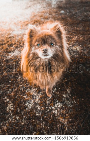 cute dog looking into camera Royalty-Free Stock Photo #1506919856